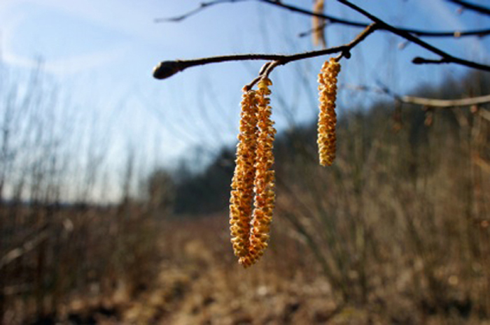 Allergie et pollen, à prendre en compte lors d’une séance de marche Allergie et pollen, à prendre en compte lors d'une séance de marche